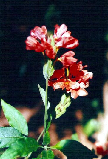 Abolim Blume